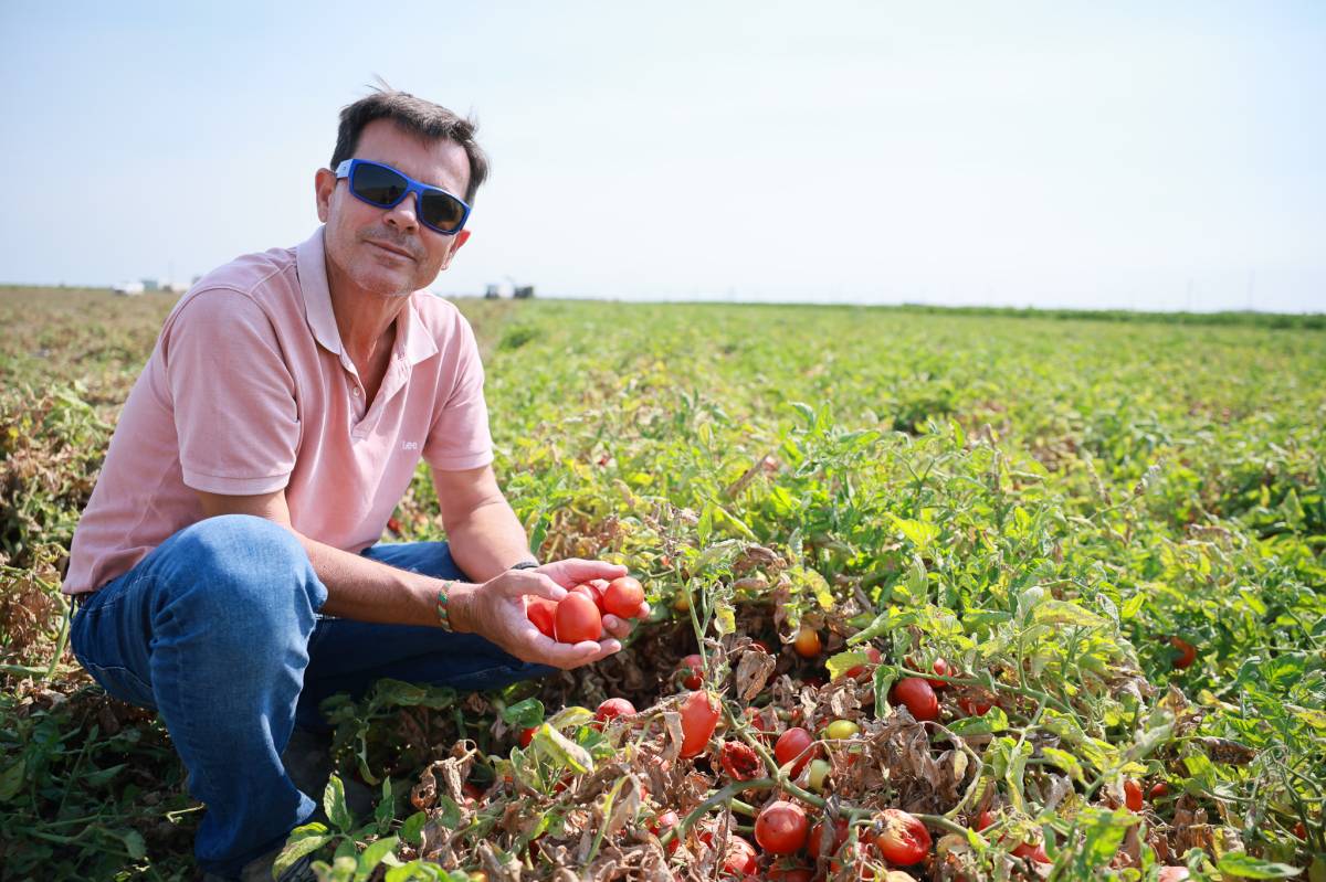 Campaña tomate Lebrija variedad H1015
