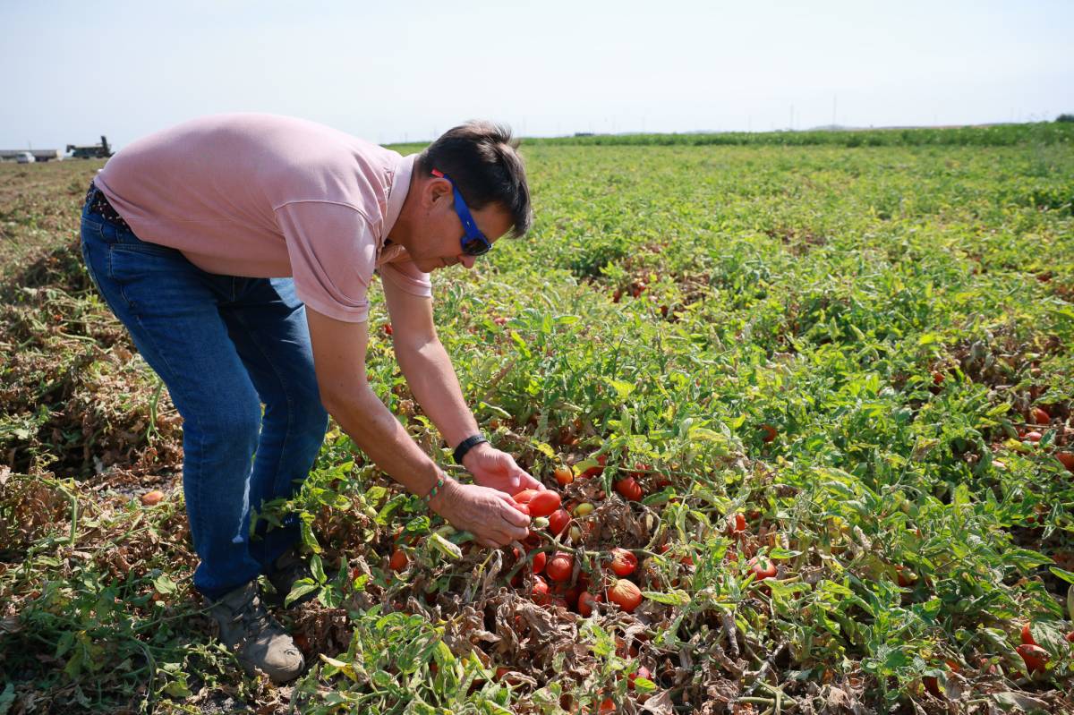 Campaña tomate Lebrija variedad H1015