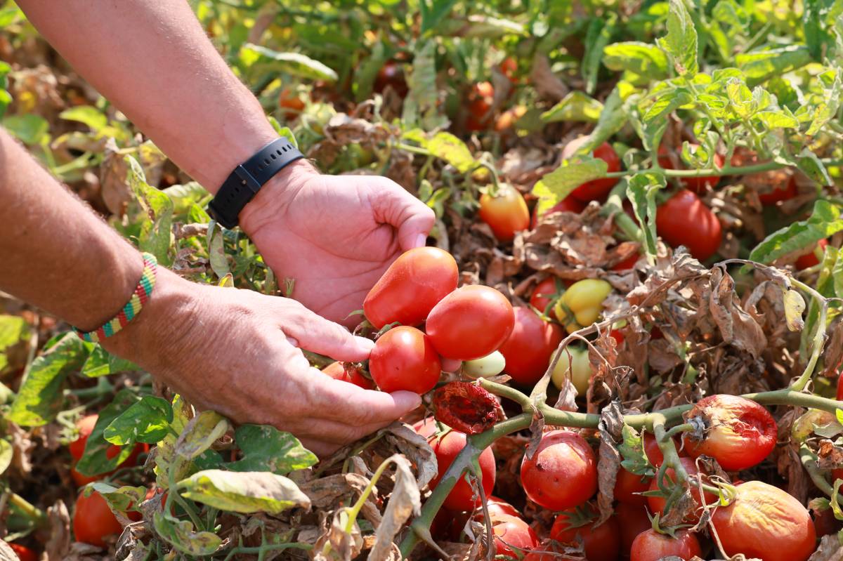 Campaña tomate Lebrija variedad H1015