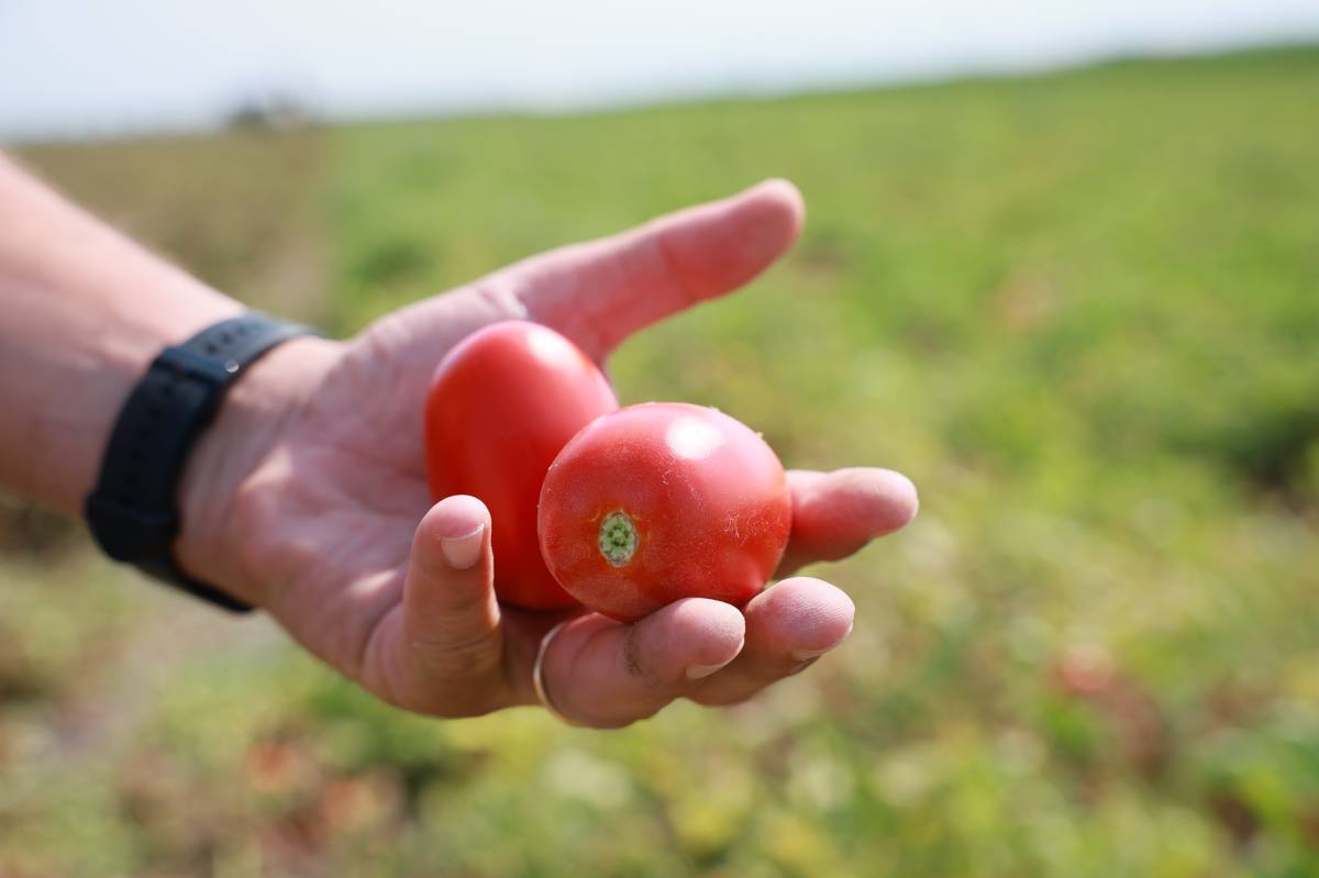 Campaña tomate Lebrija variedad H1015