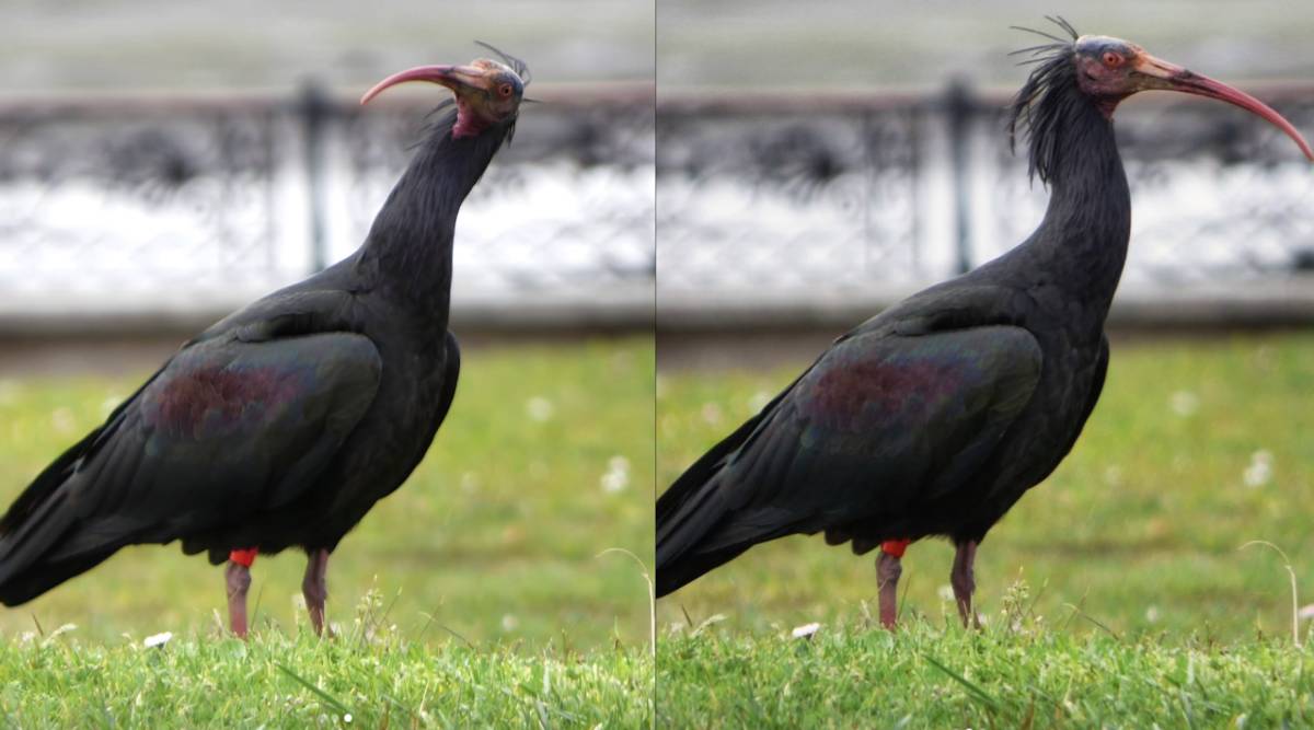 Cañaílla, el ibis eremita más famoso de San Fernando. - 