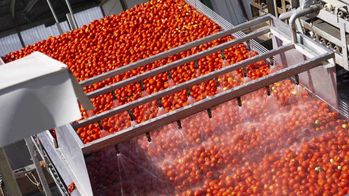 Tomate lebrijano ya en la fábrica de la cooperativa lebrijana, hace unos días.