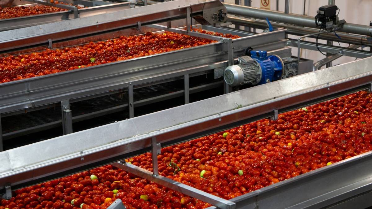 Tomate lebrijano en el proceso de lavado dentro de la cooperativa.