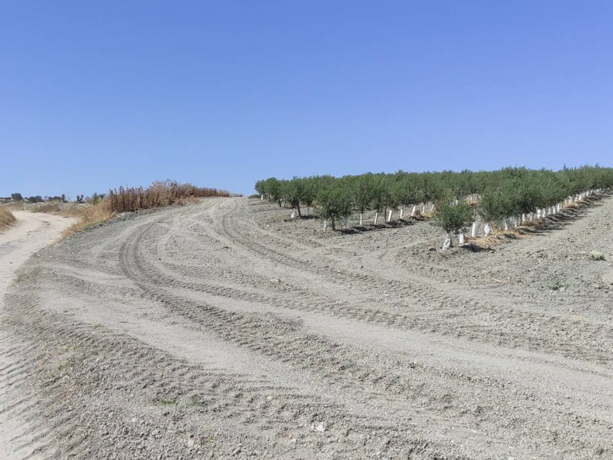 Tramo que Ecologistas denuncia que ha podido ser ocupado. 