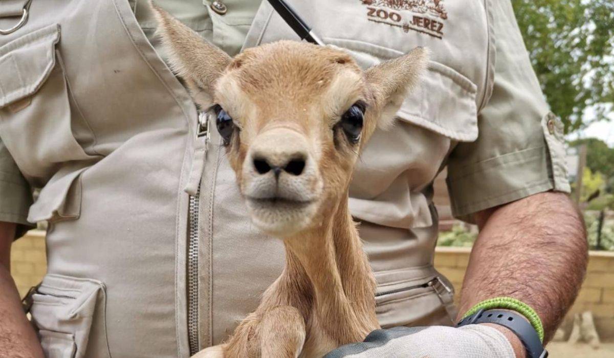 ¿Cómo se explica un animal del Zoo de Jerez el eclipse? ¿Qué entenderá? ¿Cómo reaccionará? Investigadores tratarán de averiguarlo