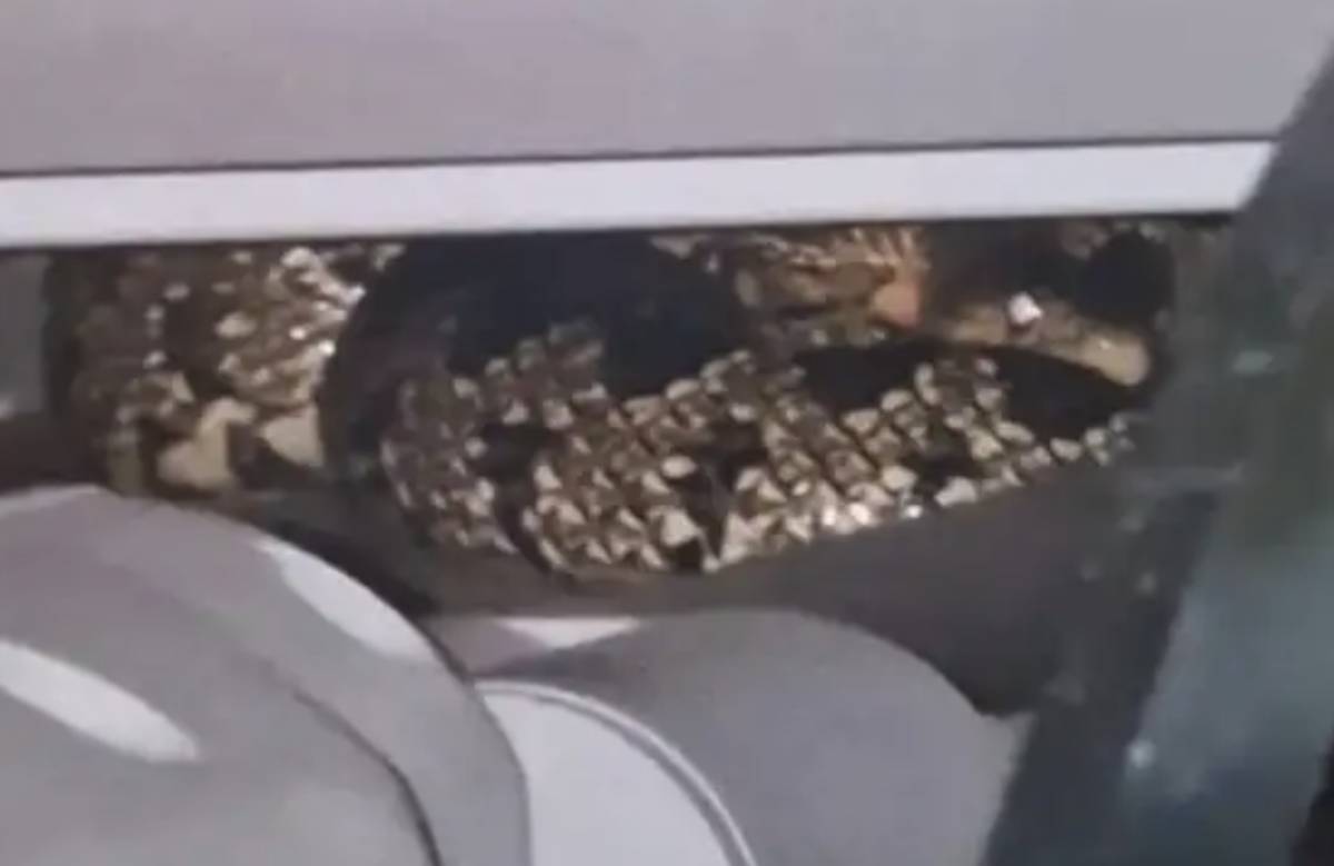 Aparece una serpiente bajo la cama de un paciente de un hospital del Servicio Andaluz de Salud (SAS)