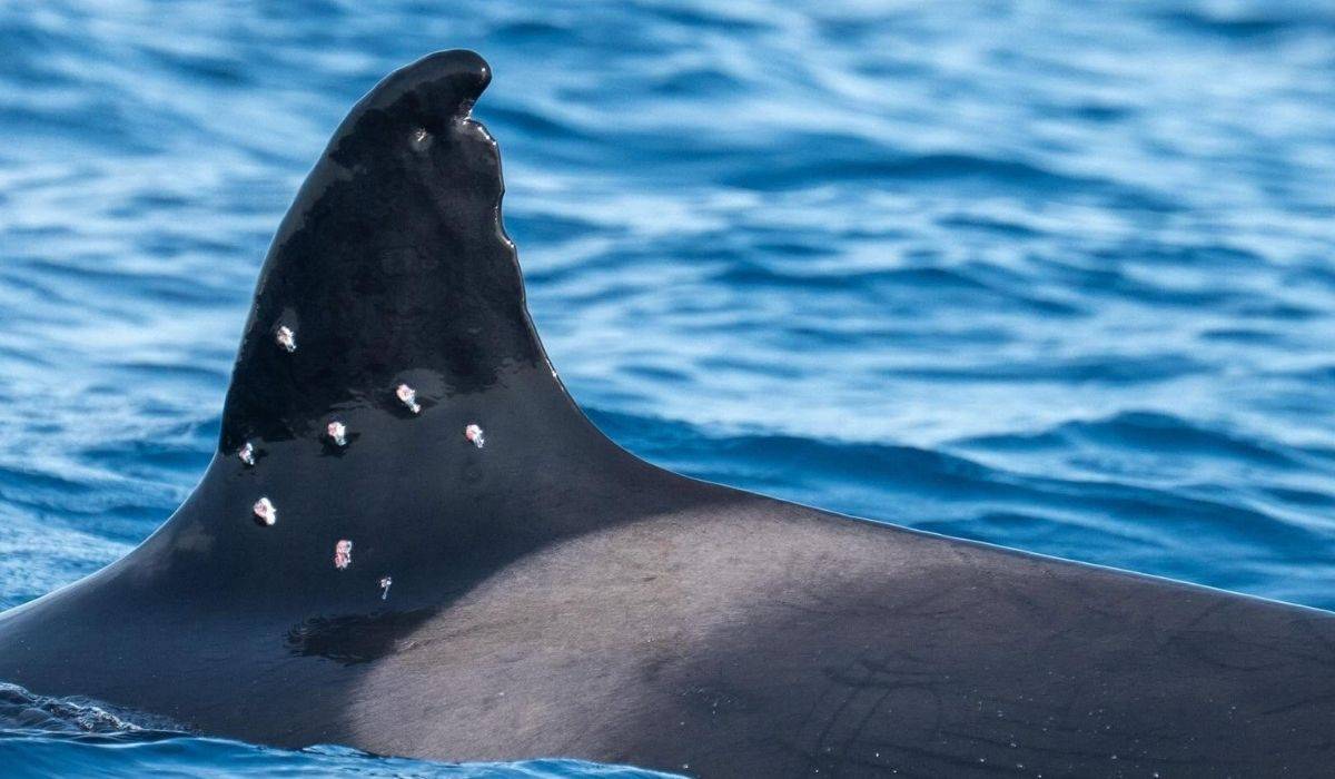Disparan con una escopeta en la Bahía de Cádiz a Toñi, la orca ibérica más vieja (y que está protegida): temen que muera por infección