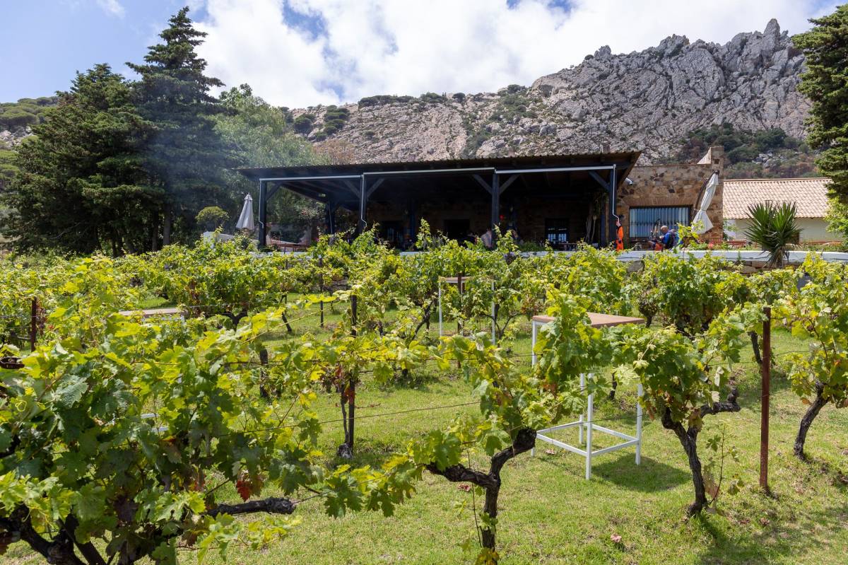 Viñedo y casa que alberga la sociedad gastronómica con el monte Bartolo al fondo.