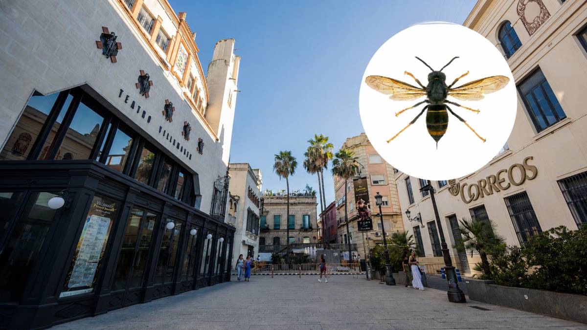 Retiran un nido de avispas de gran tamaño en pleno centro de Jerez: inicialmente, todo apunta a la especie asiática
