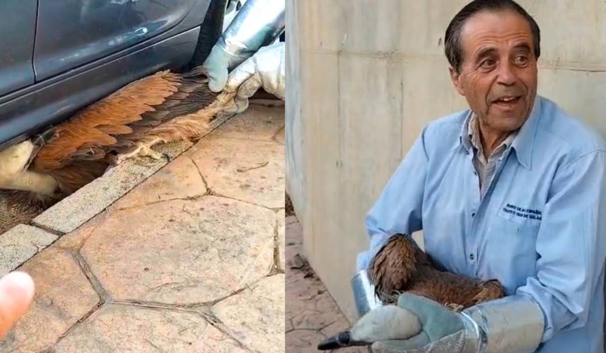 Antonio vuelve a rescatar a un buitre leonado en Ubrique: esta vez, debajo de un coche en una urbanización