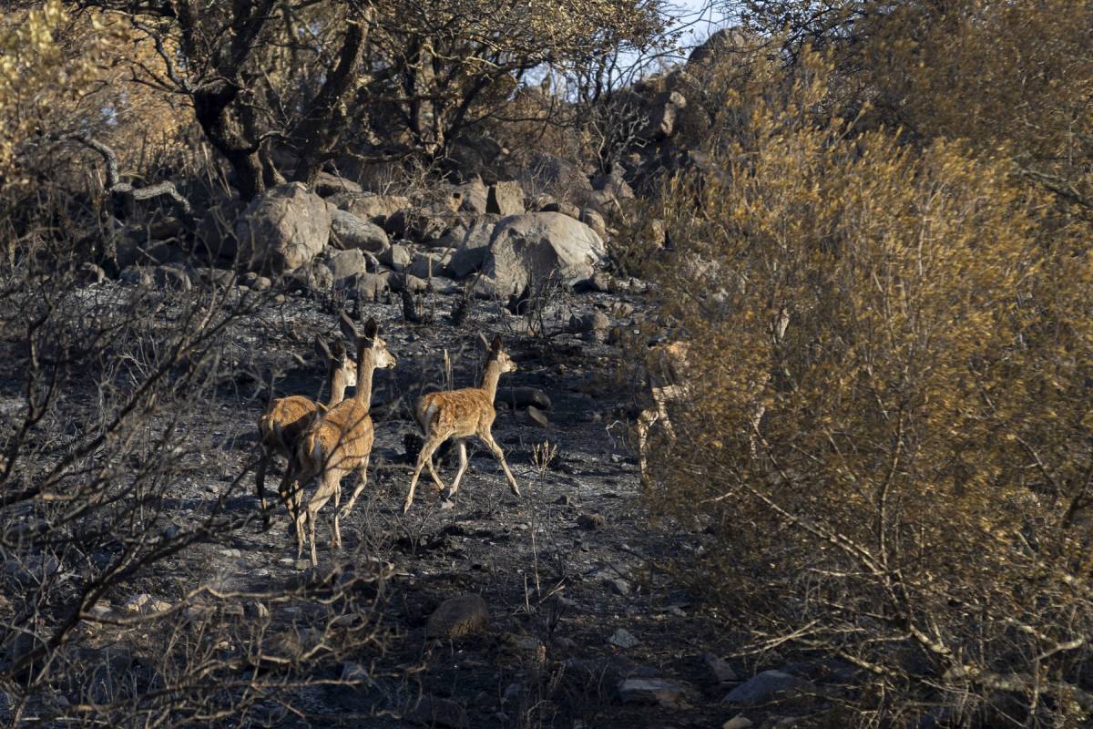 La pesadilla del incendio de Niebla se va apagando, pero queda por vigilar durante días un perímetro de 210 kilómetros