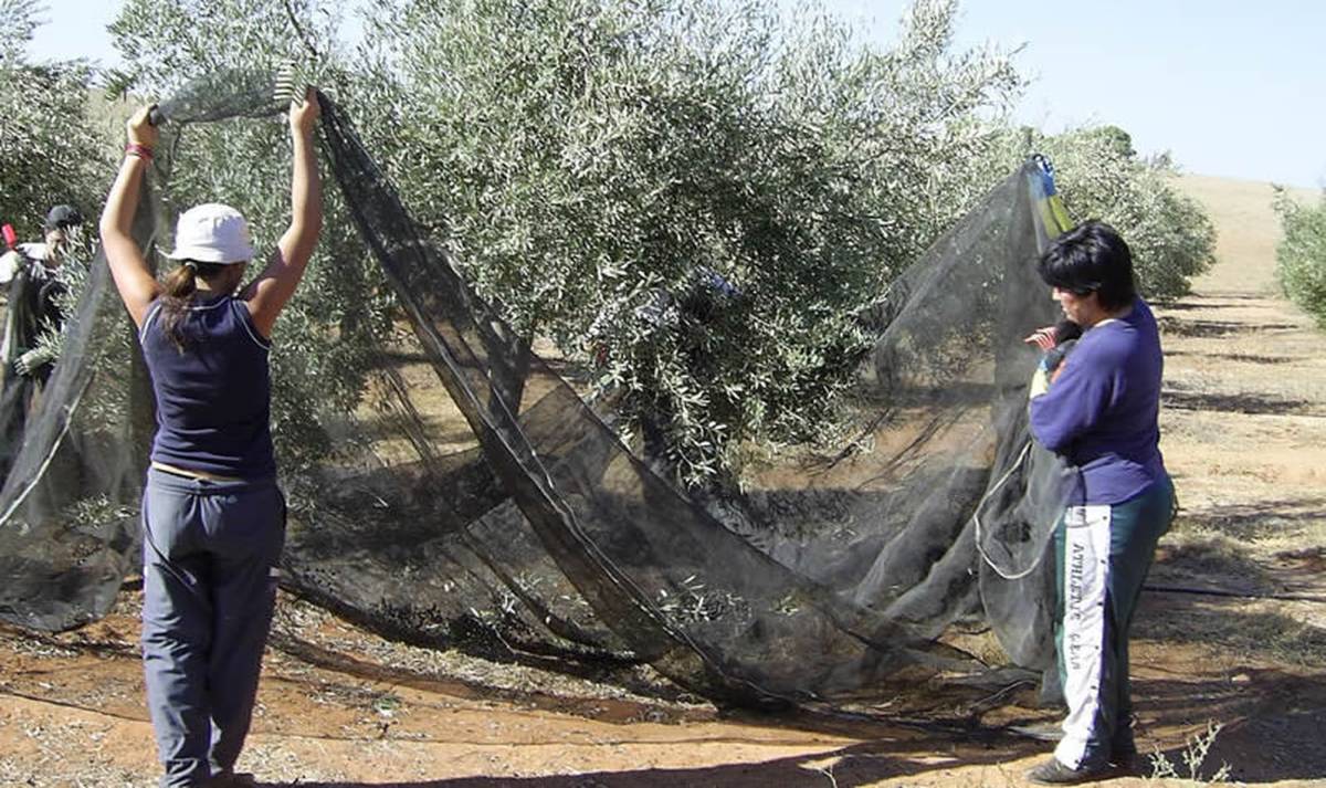Regadíos, digitalización y producción ecológica: así avanza la estrategia de la Junta para el olivar