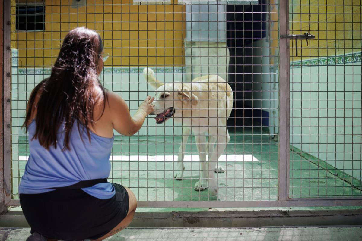 PROTECTORA FALTA DE VOLUNTARIOS