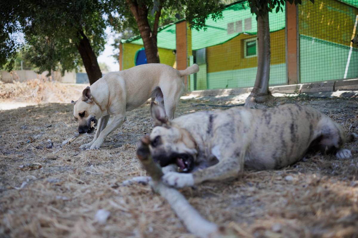 PROTECTORA FALTA DE VOLUNTARIOS