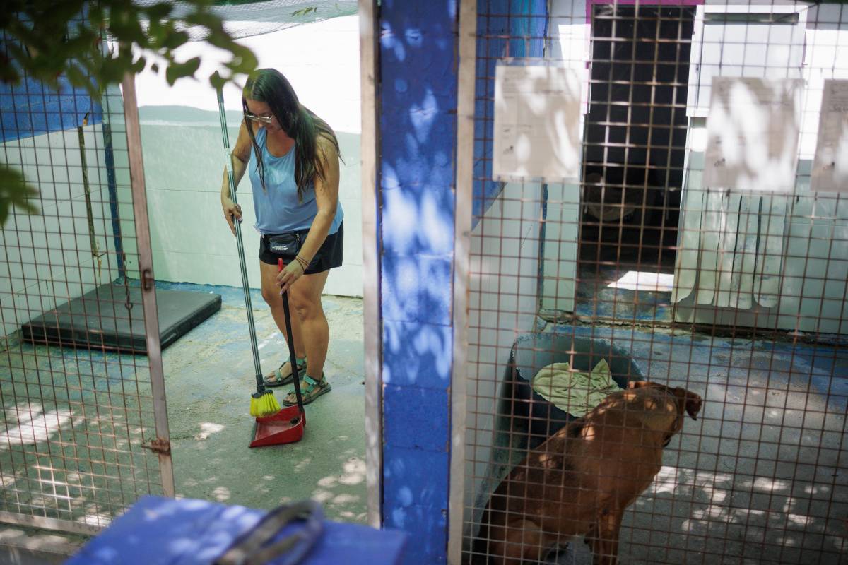 Faltan voluntarios en las protectoras: "Nos encantaría atender a más perros, hay muchísimas camadas indeseadas"