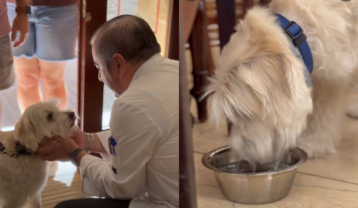 Polémica en un conocido restaurante de Cádiz por ser 'pet friendly' y admitir perros en el interior: "No es algo nuevo"