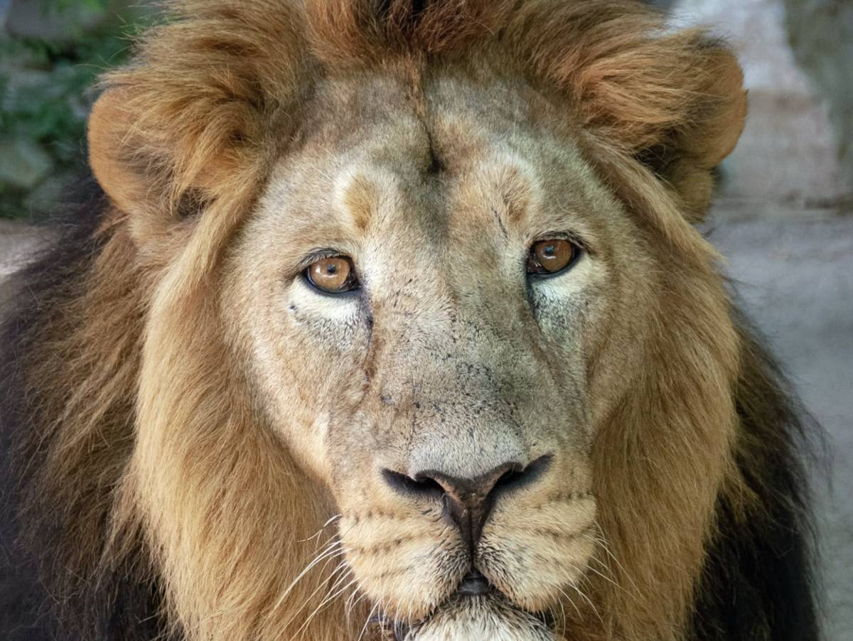 Buscan con helicóptero y drones a un posible león suelto en Toledo: piden precaución a los vecinos