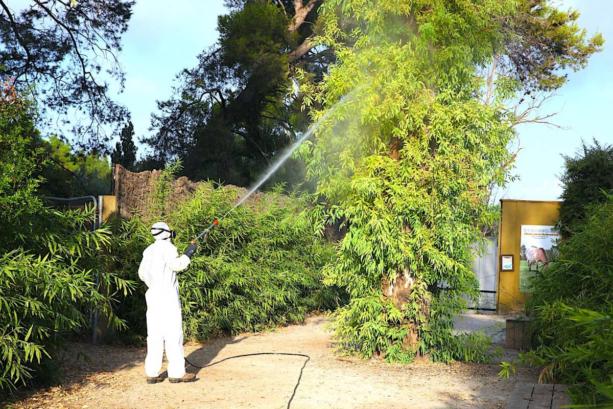 Un árbol, rociado contra los mosquitos en el Zoo. - Un árbol, rociado contra los mosquitos en el Zoo.