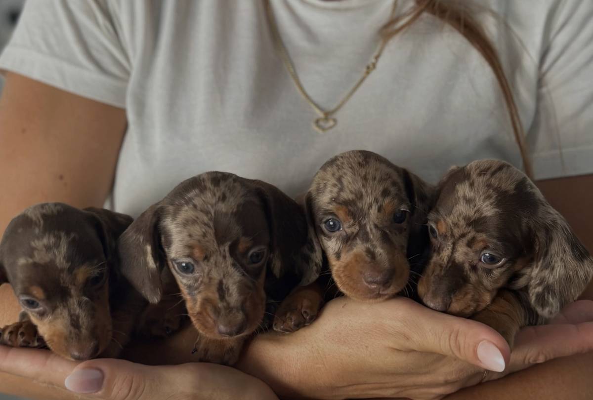 Una gran quedada de perros salchicha junto al mar en Chipiona