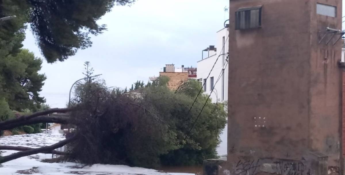 Un árbol caído tras las fuertes lluvias en Tarragona. - Un árbol caído tras las fuertes lluvias en Tarragona.