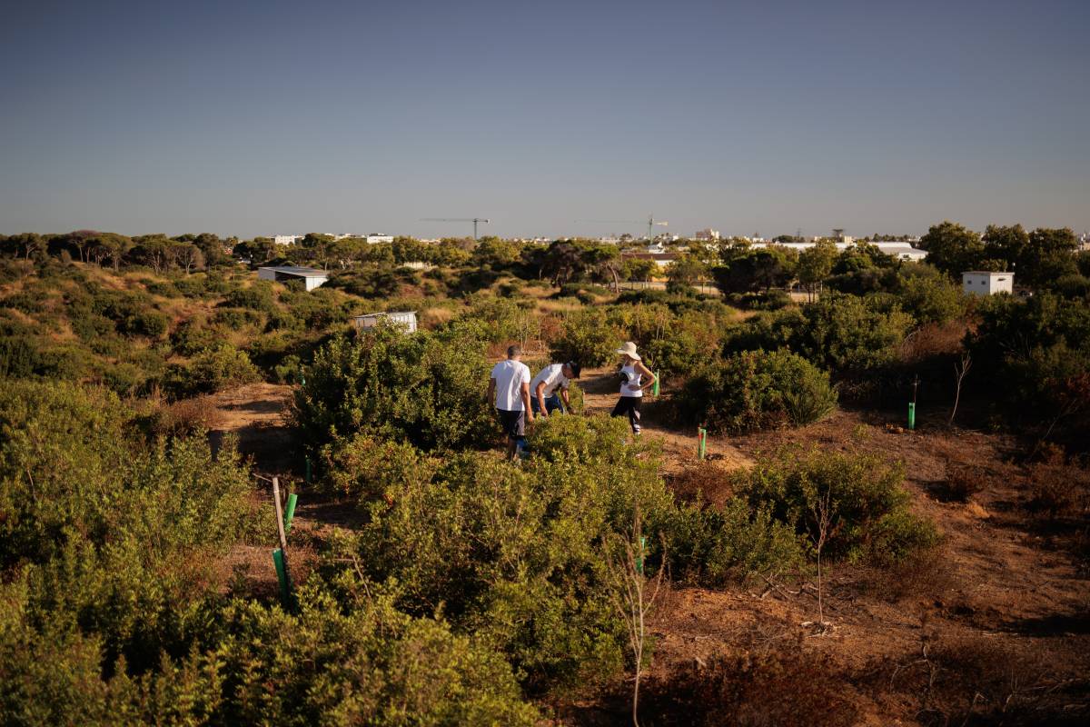 Tres años después del devastador incendio, la vida se abre camino en Las Canteras, el 'bosque' de Puerto Real