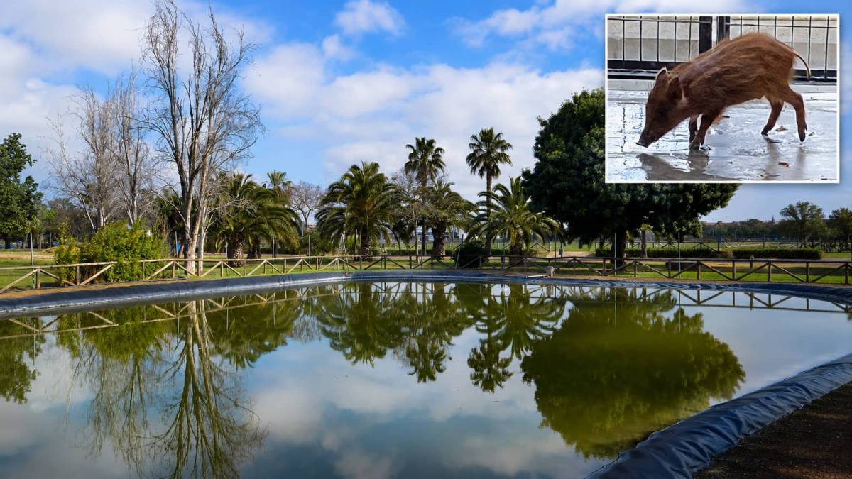 Una cría de jabalí es rescatada tras caer a la balsa de agua de Chapín: los patos alertaron de su presencia
