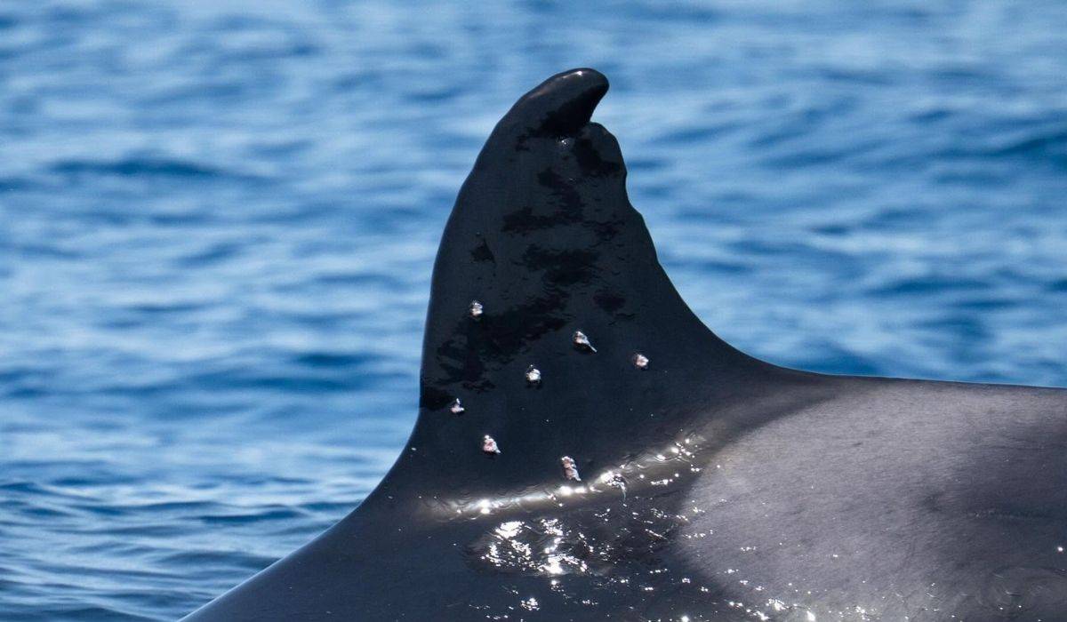 La orca ibérica Toñi, la más vieja del Estrecho de Gibraltar con 60 años, fue tiroteada por un barco español en aguas portuguesas
