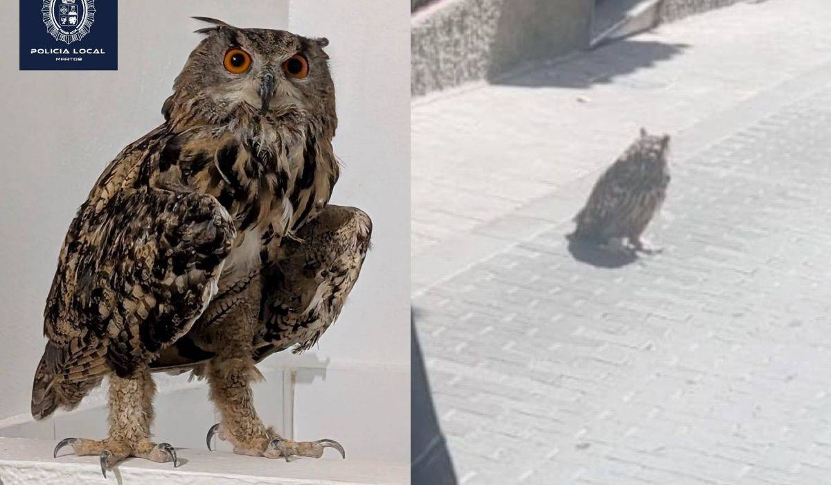 El rescate de un búho real en pleno centro de un pueblo de Jaén