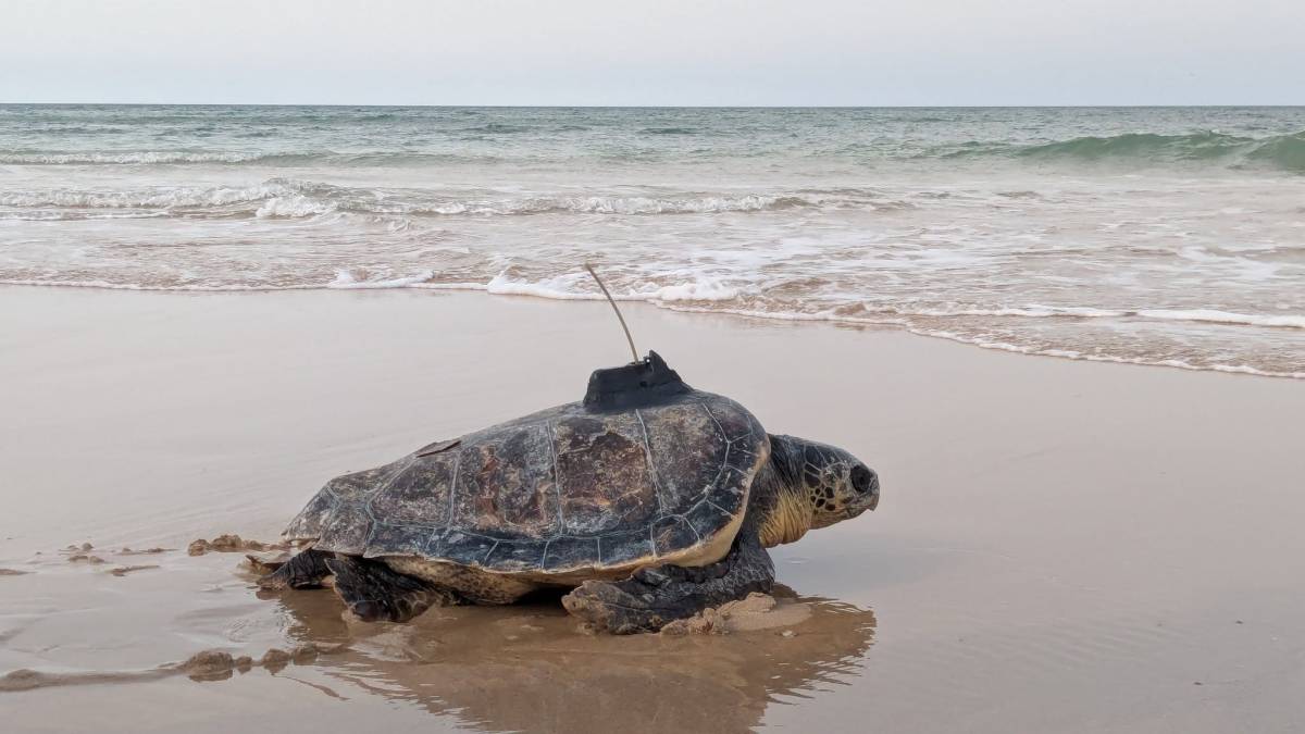 Una de las tortugas bobas devueltas al mar.