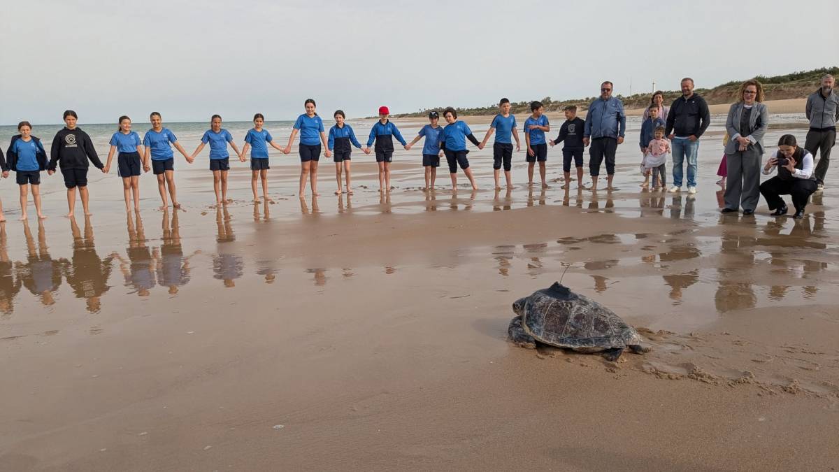 Boychi, Charlie, Manuelita, 'El Guapo', Antonio y otros 30 ejemplares de una especie amenazada devueltos al mar en Andalucía