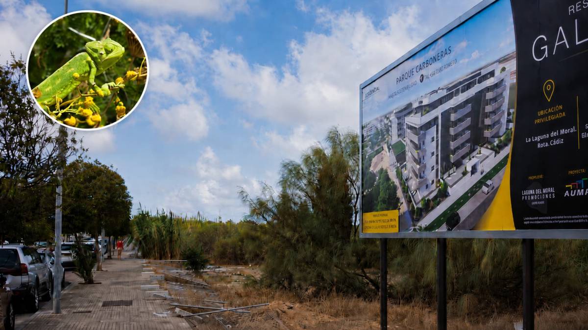 Camaleones desalojados para hacer sitio a un 'ecobarrio' en Rota: la polémica urbanización que indigna a los ecologistas