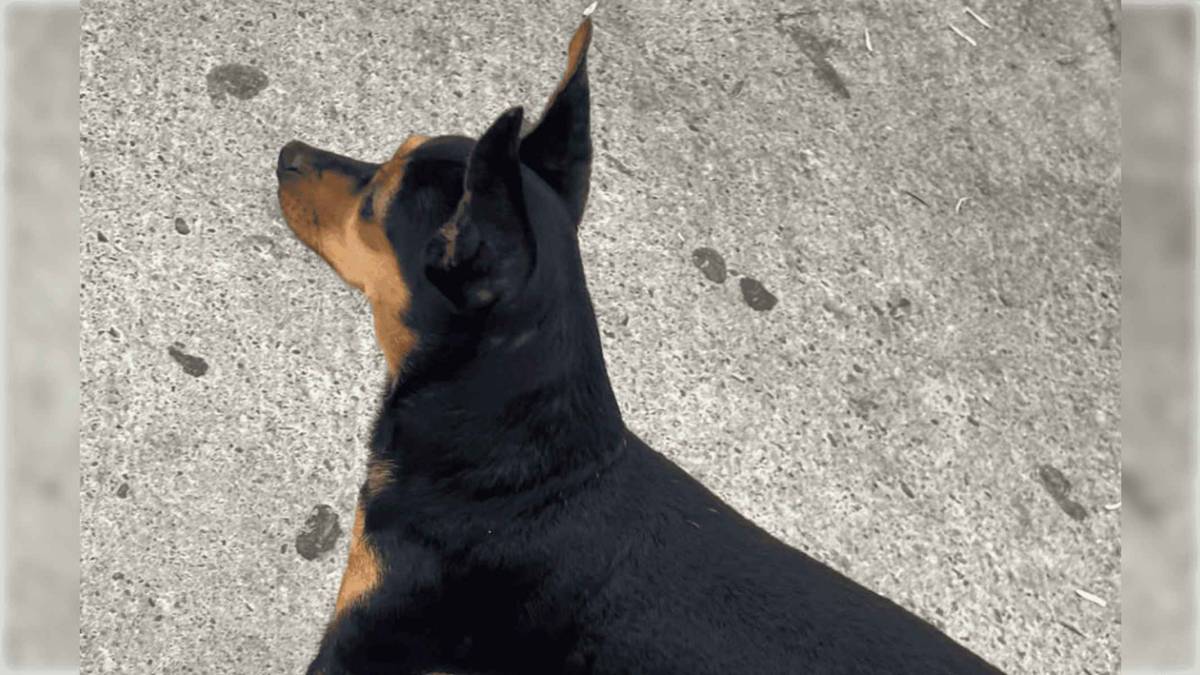 El dolor de una vecina de Jerez tras intentar salvar a una perrita atropellada por una moto en el Polígono: 