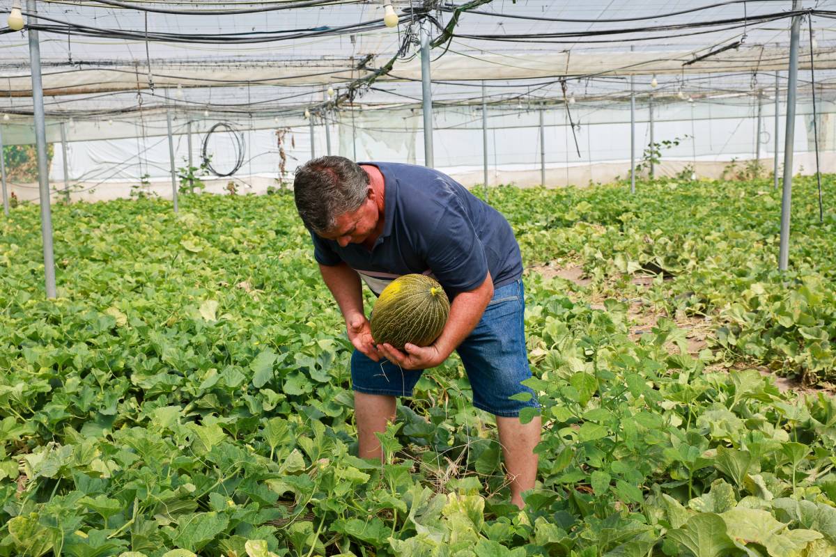 melones Chipiona 