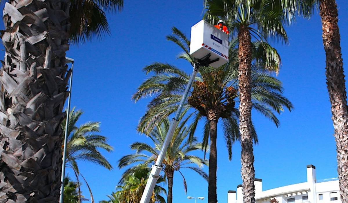 Podas de palmeras al final de la Avenida en Jerez
