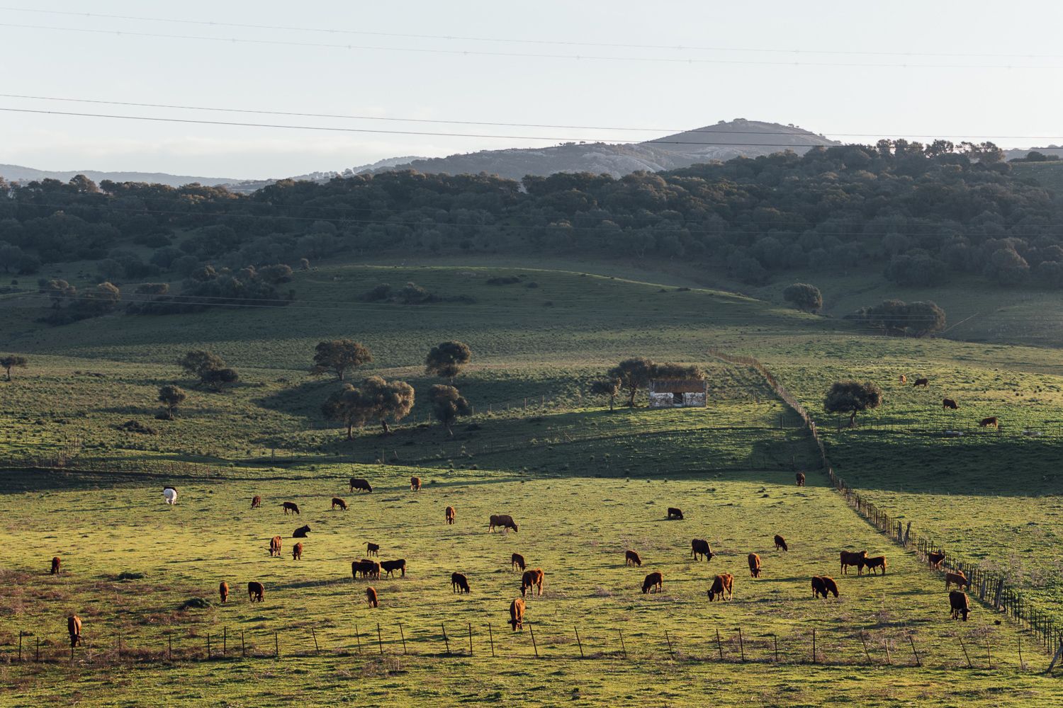 Animales en Los Alcornocales, criados por ganadería extensiva. - MANU GARCÍA