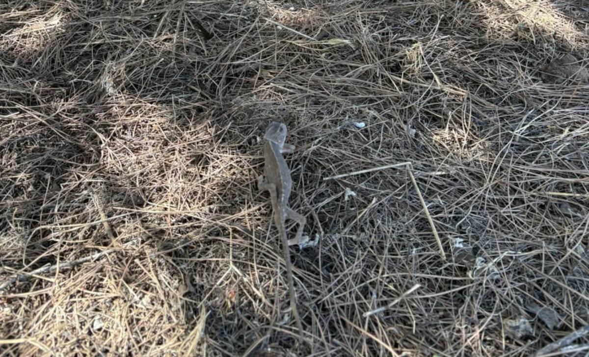 El camaleón fue devuelto a su hábitat, en la zona de La Jara.
