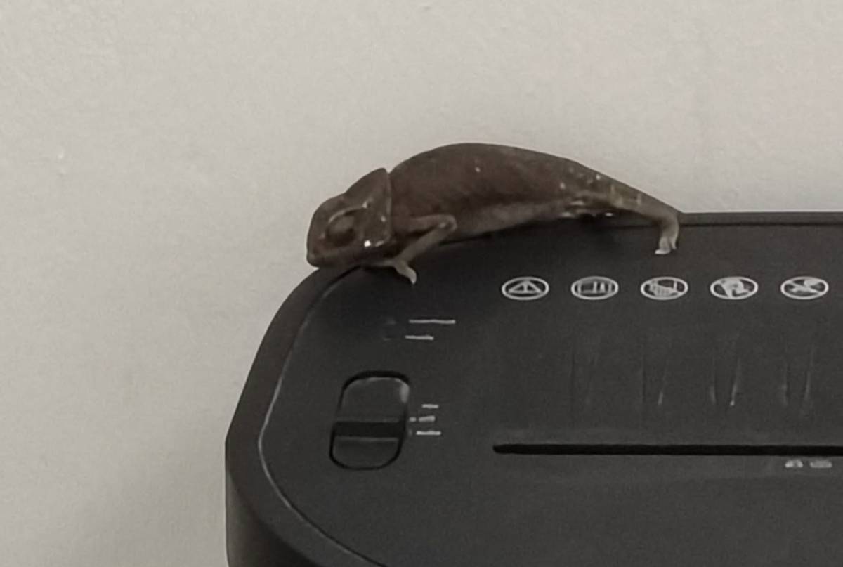 Sorpresa entre los libros de la Biblioteca Municipal de Sanlúcar: una especie amenazada con inquietud lectora