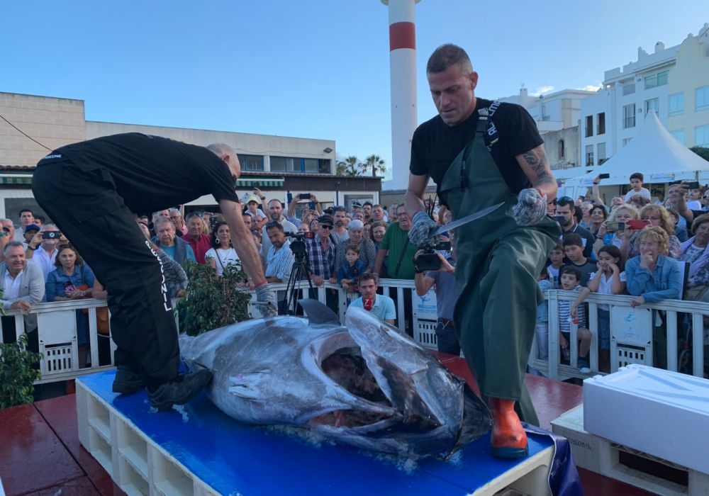 Un ronqueo del atún en Rota. - Un ronqueo del atún en Rota.