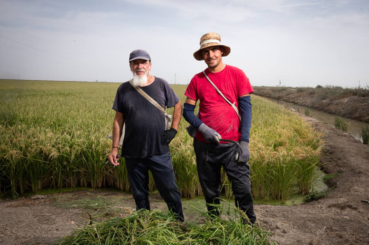 El arroz de las marismas de Sevilla ya no tiene quien lo compre: 