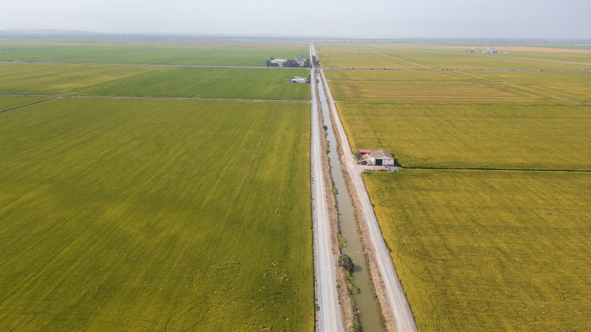 Arroceros Bajo Guadalquivir Los Palacios 
