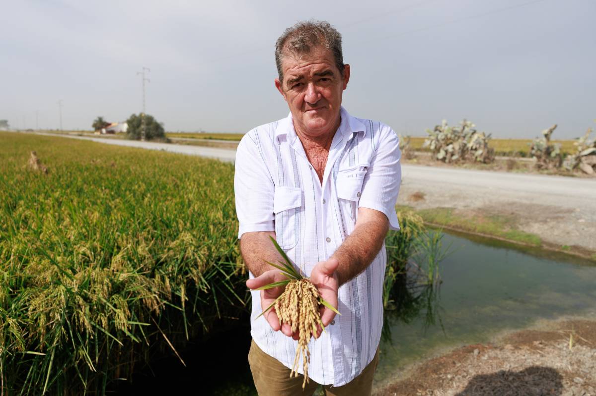 Arroceros Bajo Guadalquivir Los Palacios 