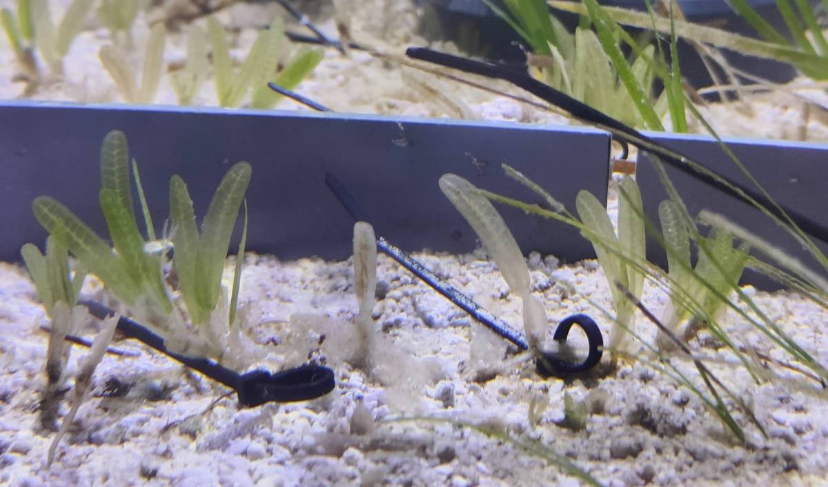 El calentamiento del mar reduce la capacidad de las praderas marinas para almacenar carbono - El calentamiento del mar reduce la capacidad de las praderas marinas para almacenar carbono