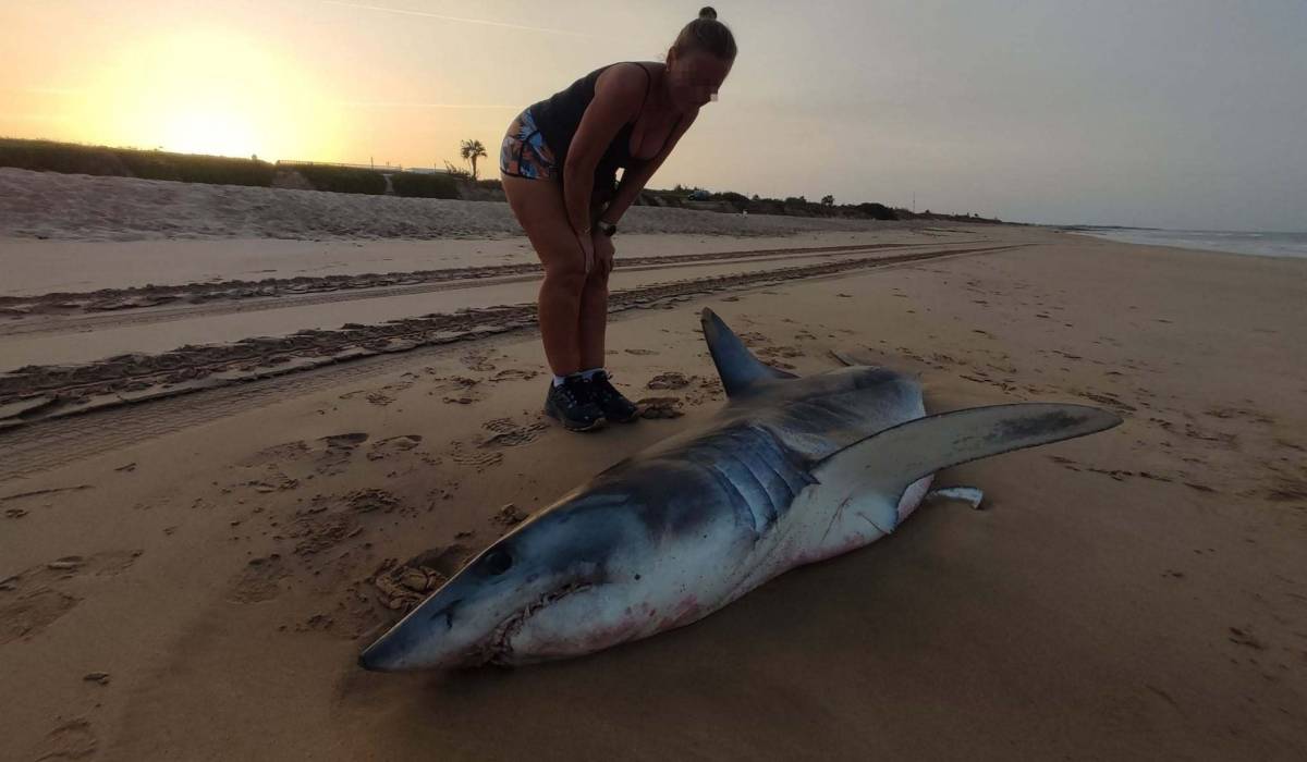 Encuentran muerto un impresionante tiburón de unos dos metros en la playa en Rota