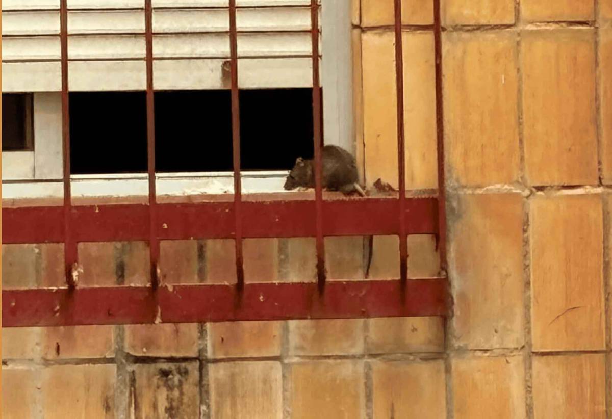 Los vecinos de La Granja piden una solución al problema de las ratas: 