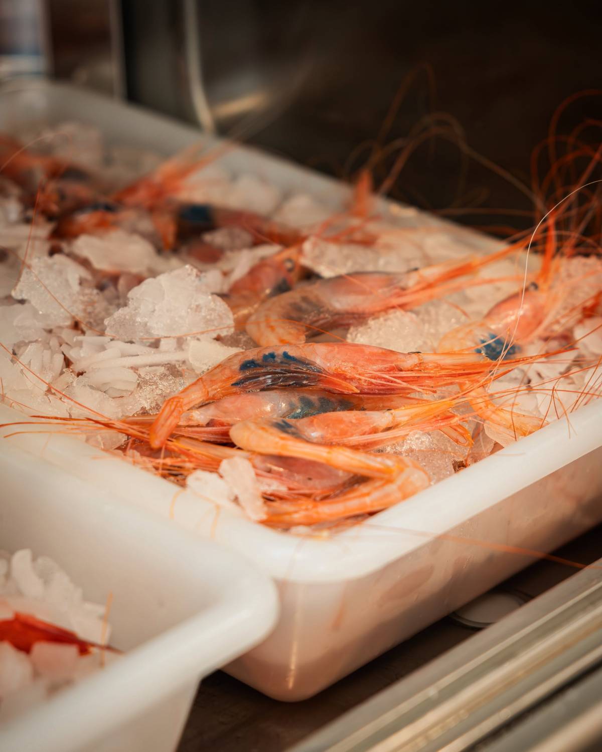 Gambas en el FM. - Gambas en el FM.