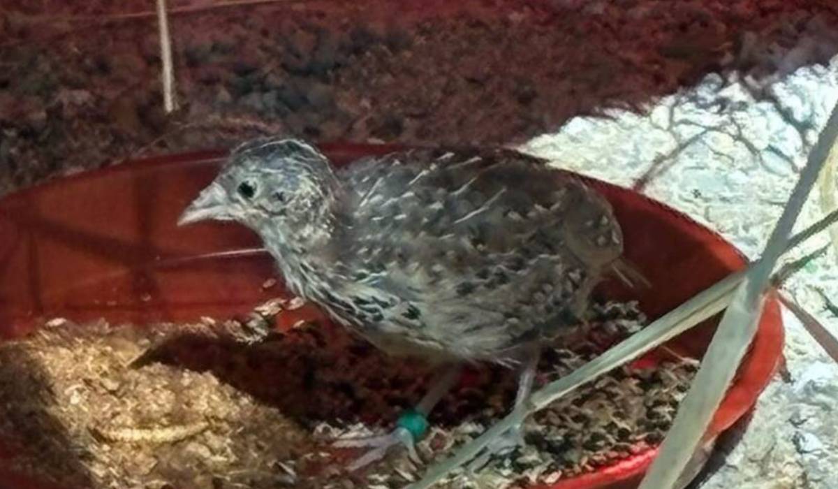 El Zoo de Jerez recibe 18 aves de Marruecos para 'resucitar' una especie que el ladrillo expulsó del litoral andaluz