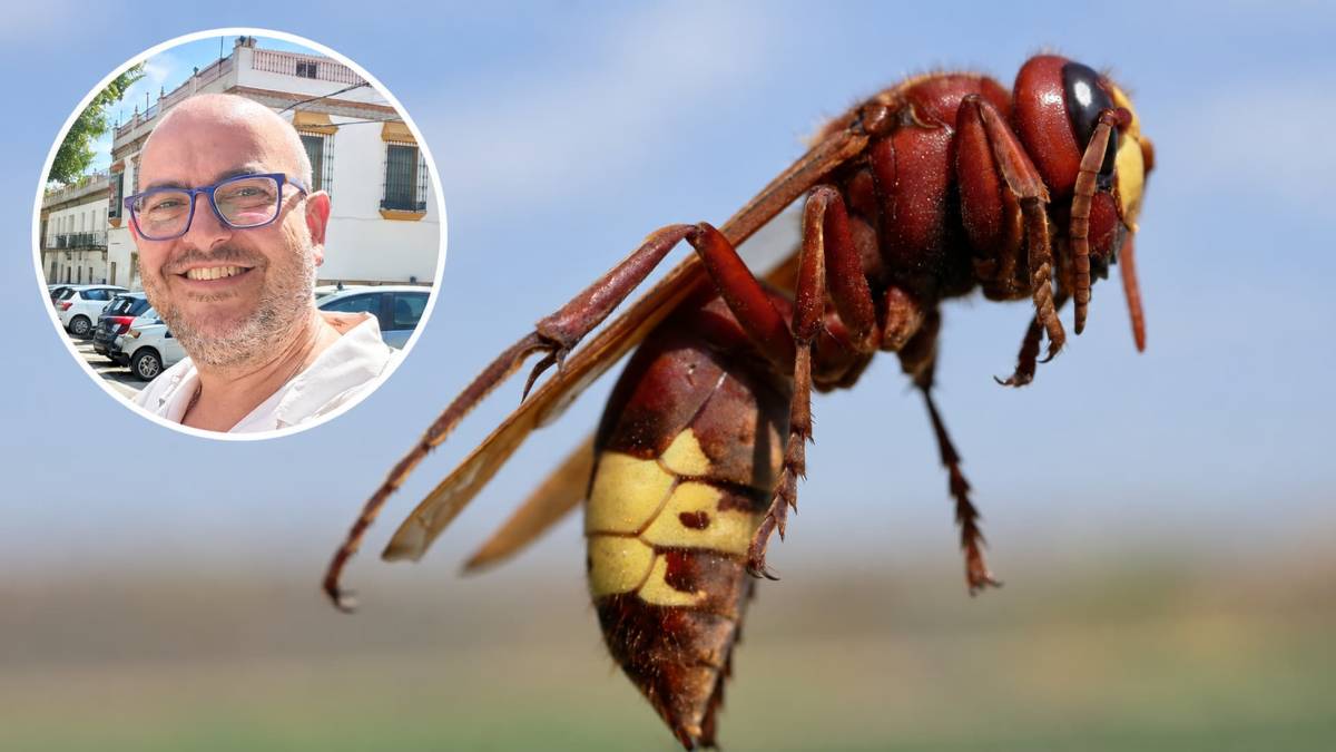 Avispas invasoras: mucho ruido, muchas preguntas y una amenaza que ya está aquí, según los expertos