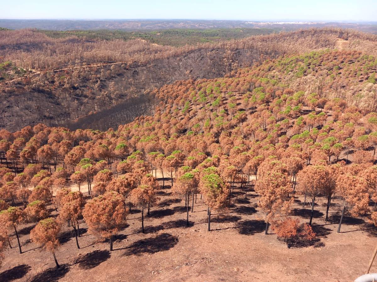 La gran factura del incendio de Niebla: más de 400 millones para restaurar el monte y 20 años de trabajos
