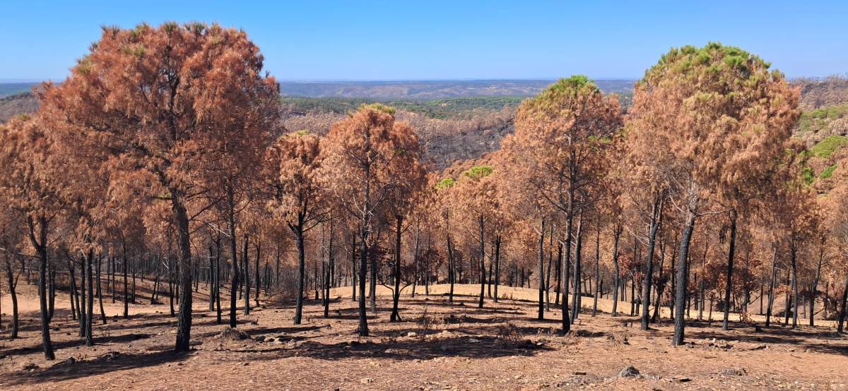 Arbolado calcinado por el incendio en Niebla (Huelva) - Arbolado calcinado por el incendio en Niebla (Huelva)