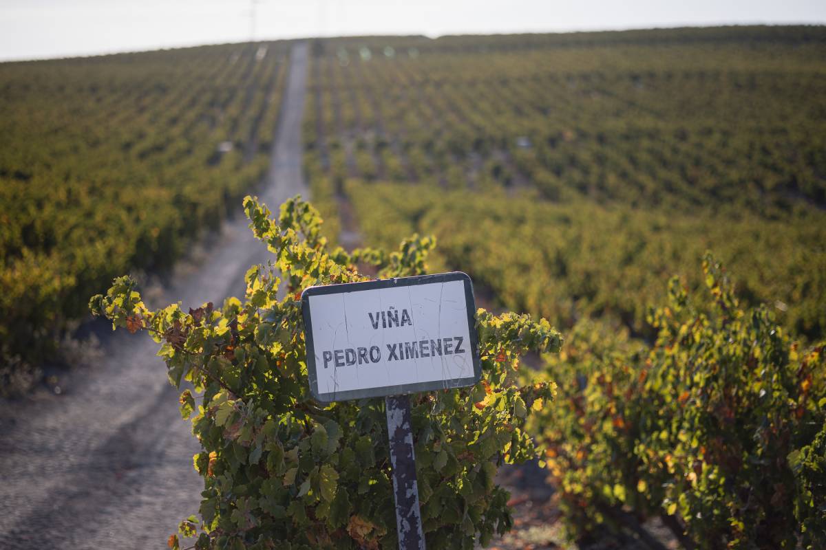 vendimia y Soleo de la uva Pedro Ximenez viña Esteve Gonzalez Byass - JUAN CARLOS TORO vendimia y Soleo de la uva Pedro Ximenez viña Esteve Gonzalez Byass